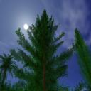 ./Tree.htm